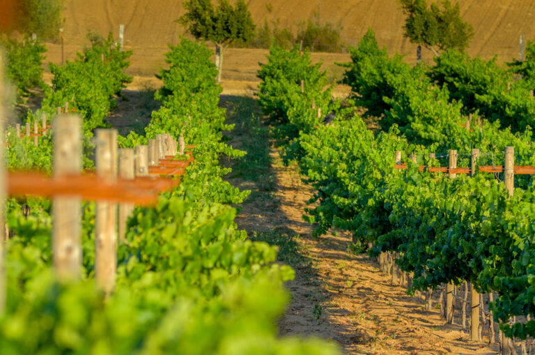 Wine & Dine: Gourmet Food and Wine Pairings in Baja California Wine & Dine: Gourmet Food and Wine Pairings in Baja California