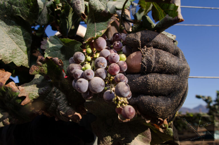 Best Group Wine Tours in Valle de Guadalupe – Perfect for Special Events & Weddings Best Group Wine Tours in Valle de Guadalupe – Perfect for Special Events & Weddings