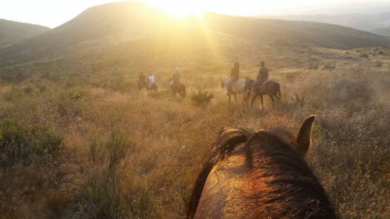 desert trails7788 768x432