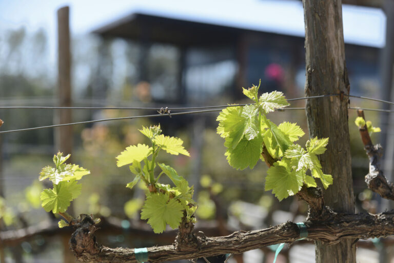 TIN 5333FINAL 768x513