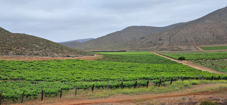 A Toast Among the Vines