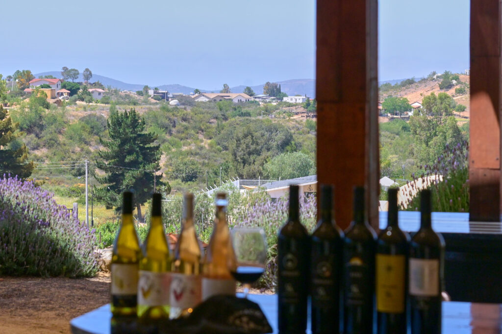 Vista panorámica desde Cava Maciel con viñedos, colinas del Valle de Guadalupe y cielo despejado al atardecer