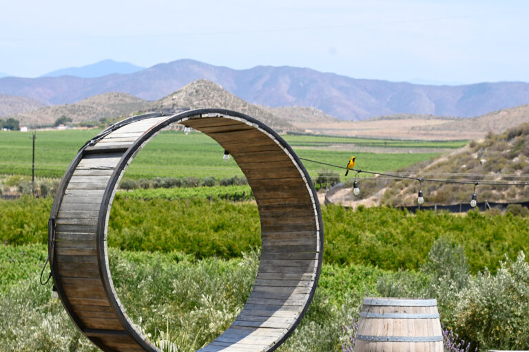 Vineyard Pathway to Dubacano’s Tasting Room