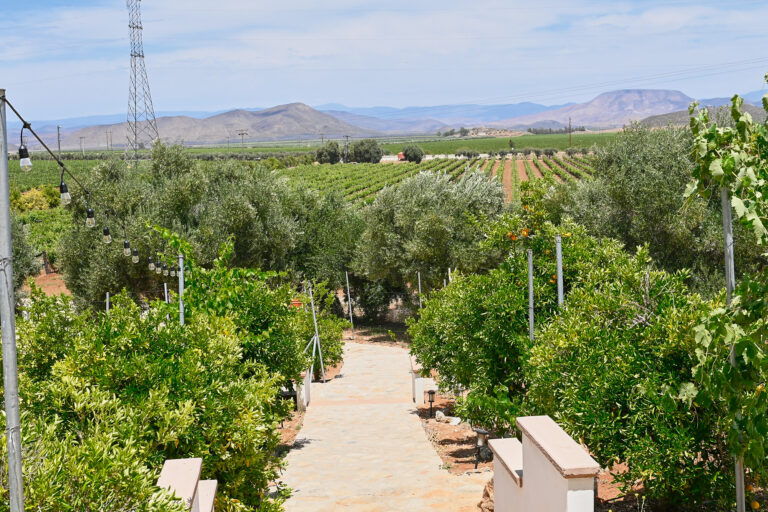 Elegant Wine Display in Dubacano’s Boutique Cellar
