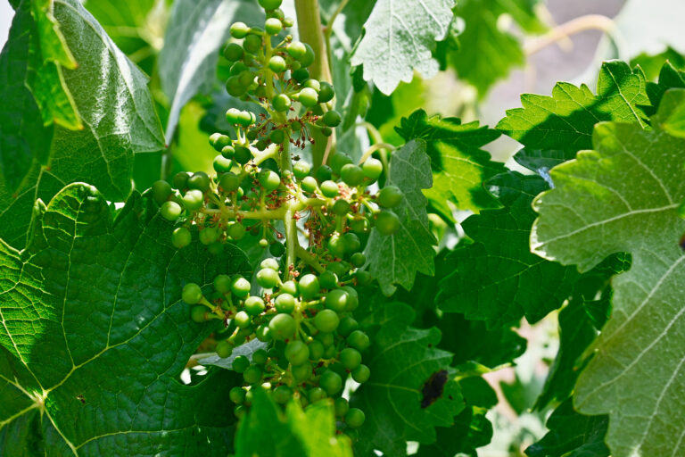 Sensory Tasting Experience with Baja Discount Card