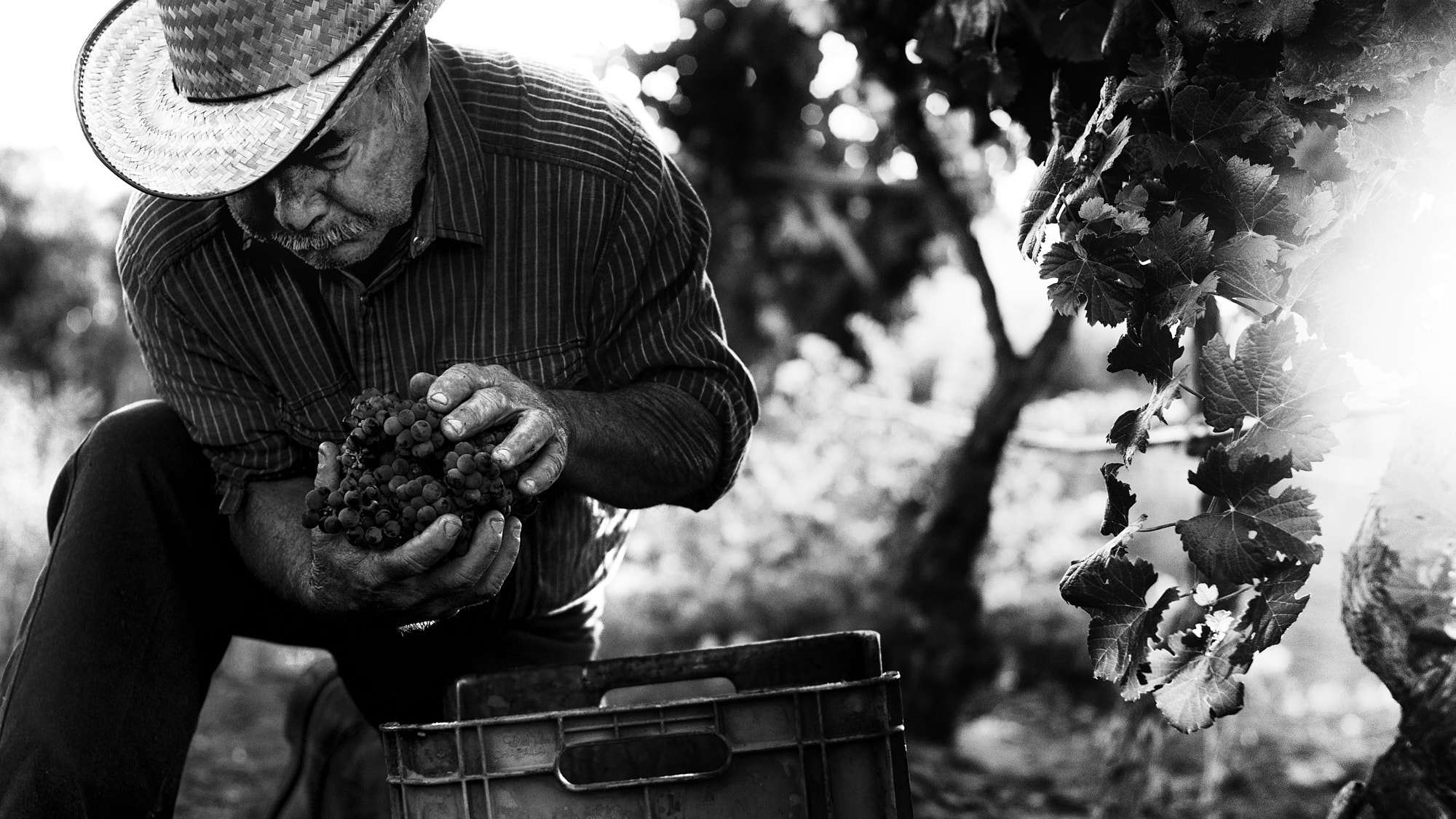 Valle-De-Guadalupe (29)